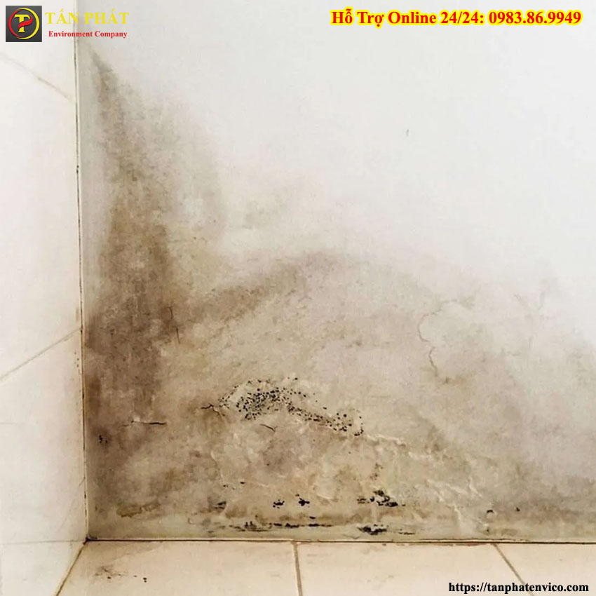 Xử lý tường bị nấm mốc ổ vàng do rò rỉ nước âm tường
