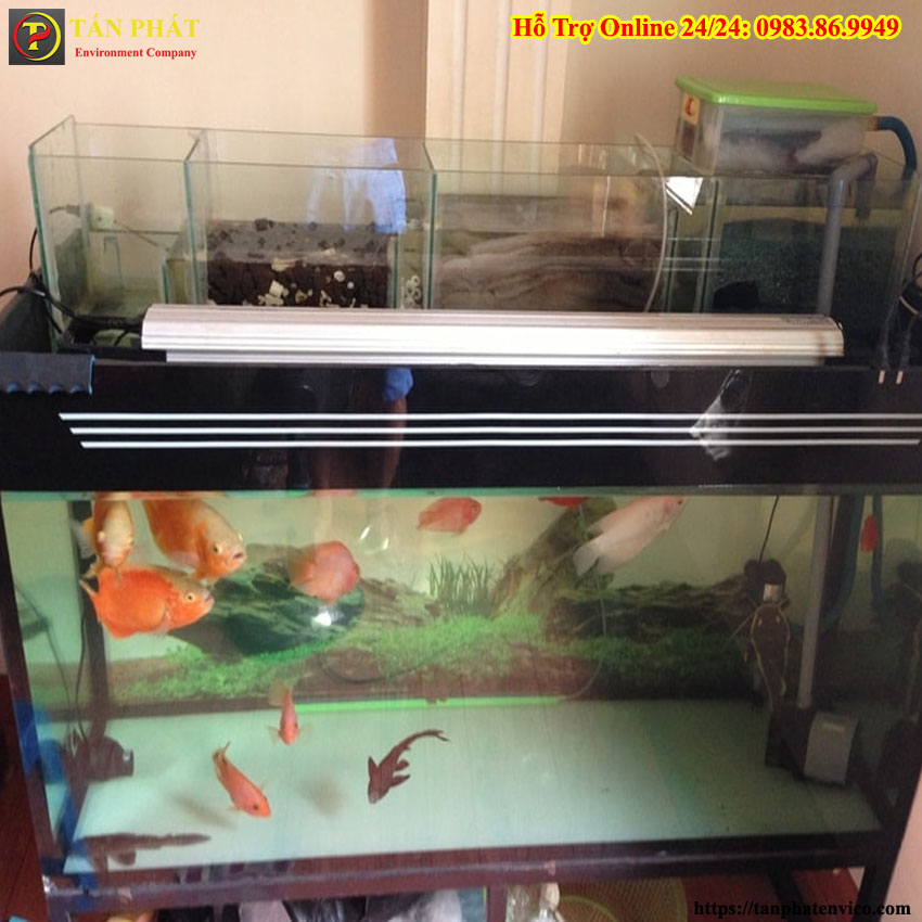hồ cá thủy sinh